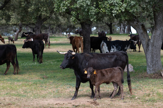 Una manada de vacas bravas con sus becerros en una ganader&iacute;a de Salamanca, Espa&ntilde;a.