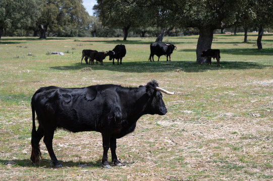 Una manada de vacas bravas con sus becerros en una ganader&iacute;a de Salamanca, Espa&ntilde;a.