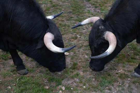 Dos toros bravos se enfrentan en una finca de ganado bravo en Salamanca, Espa&ntilde;a.