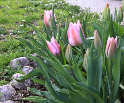 Cespuglio di tulipani rosa, tulipani con boccioli chiusi nel giardino