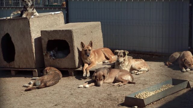 Group Of Dogs Resting Near Concrete Doghouses, Sunlit Yard With Scattered Kibble, Mixed Breeds Lounging
