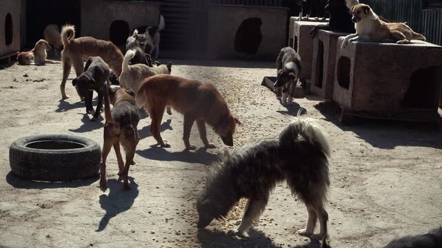 Pack Of Dogs Eating Scattered Kibble In Sunlit Yard, Multiple Breeds Sniffing And Moving Around Old Tire