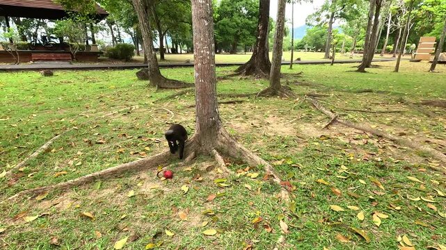Wild Dusky Monkey (Trachypithecus obscurus) in human environment, Langkawi