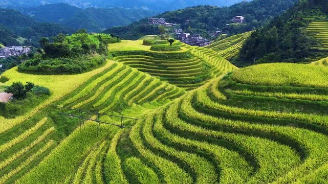 Aerial view of Longsheng Rice Terraces in the Guangxi Region, China