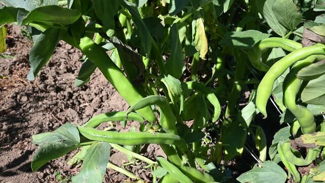 Broad bean plants (Vicia faba) growing in an organic vegetable garden. Close-up of green fava bean pods ripening on the stalk with support wires. Sustainable farming and homegrown food concept.
