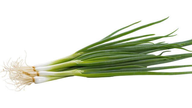 Fresh Green Bunch of Spring Onions with Root System