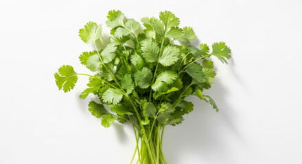 Fototapeta premium Fresh Cilantro Leaves Arranged on A Bright White , Showcasing Vibrant Green Colors and Natural Textures Concept Delicious Food