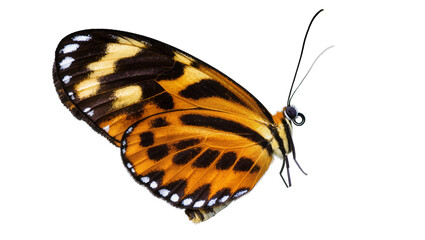 Orange Black Patterned Butterfly Resting Side View © Isolde