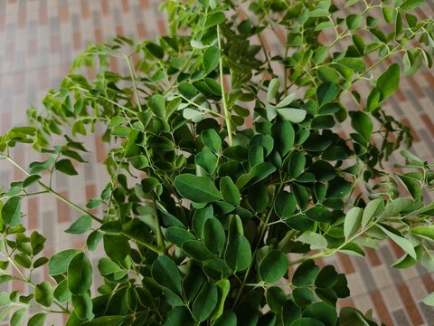 Fresh green moringa leaves (Moringa oleifera) on a branch. Tropical herbal plant, superfood ingredient rich in nutrients and vitamins for a healthy lifestyle