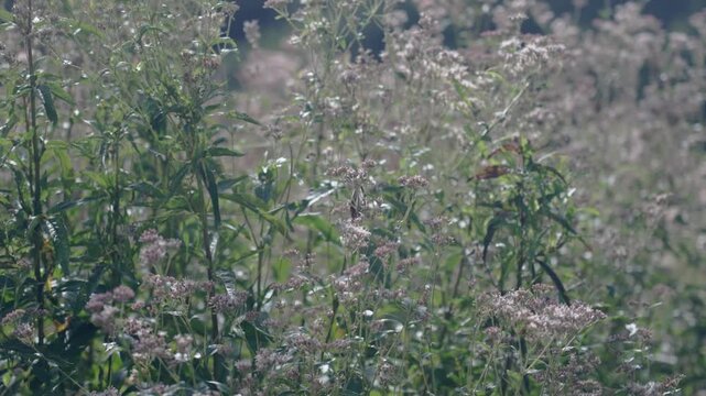 フジバカマの花で羽ばたくアサギマダラ、渡り蝶、日本の秋の自然風景　Migratory Chestnut Tiger butterfly (Asagimadara) fluttering on Eupatorium flowers.