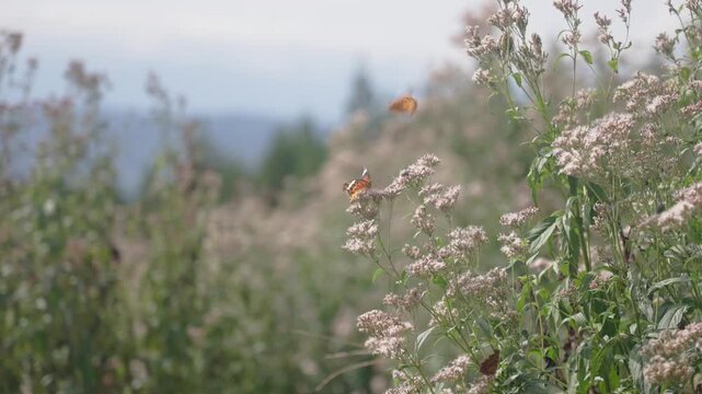 秋の野花に群がる蝶、陽光の中で舞う複数の蝶、自然の躍動感と生命力
Vibrant butterflies swarming and fluttering over autumn wildflowers in a sunny field.