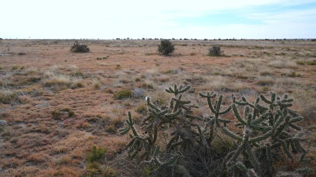 Dry desert landscape in Black Mesa, xerophytic vegetation and the cane cholla cactus Cylindropuntia imbricata