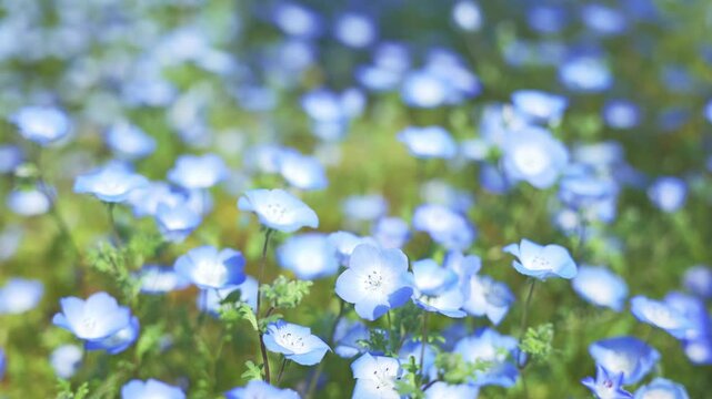 Soft Blue Nemophila Flowers Blooming in Natural Spring Light