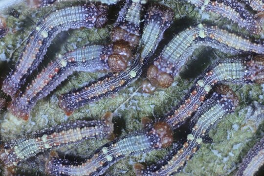 Close-up  of Autumn Gum Moth (Mnesampela privata) larvae on gum leaf, South Australia