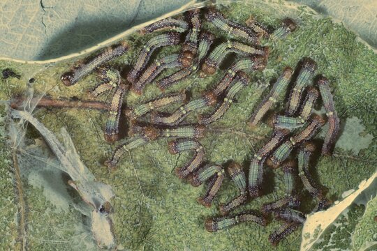 Close-up  of Autumn Gum Moth (Mnesampela privata) larvae on gum leaf, South Australia