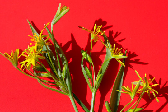 Delicate yellow gagea flowers with thin green leaves create a bright visual accent on a rich red background under direct sunlight. Sharp deep shadows add graphic quality and volume,