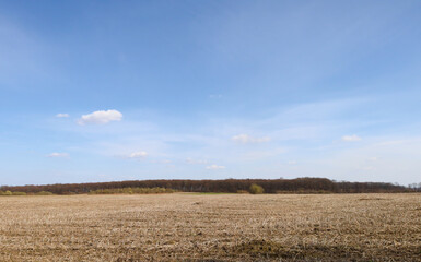 Fototapeta premium Endless agricultural field with stubble is spread under a high blue sky with occasional light clouds on a sunny spring day. Panoramic view of the forest line in the distance emphasizes the scale of op