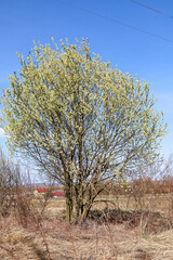 Fototapeta premium Blooming willow tree stands in an open field under clear blue sky, covered with numerous fluffy yellow catkins. This picturesque early spring landscape embodies the tranquility of nature gradually awa