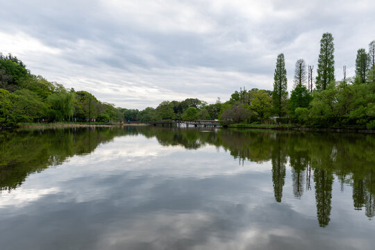 Beautiful reflection on Inokashira Pond, Inokashira Park, Mitaka Tokyo Japan