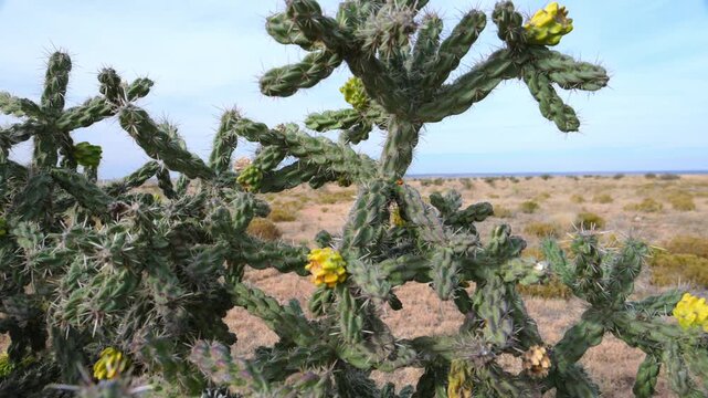 Yellow fruits of the cane cholla cactus Cylindropuntia imbricata against a blue sky
