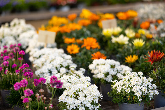 Rows of perennial garden flowers growing in greenhouse farm.
