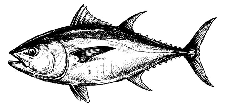 tuna fish black and white sketch vector file