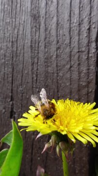 Bee collecting pollen on dandelion flower vertical format