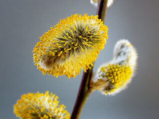 Spring close-up pussy willow  © Globus 60