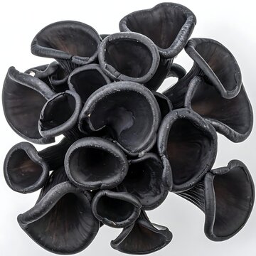A cluster of dark, ear-shaped fungi with smooth edges