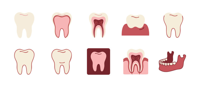 Human Tooth Anatomy Icons Set, Dental Health and Oral Care Infographic Elements, Flat Vector Illustrations of Teeth Structure, Root Canal and Jawbone Cross Section for Dentistry Medical Education Desi