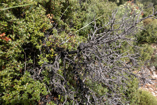 dead and alive branches of  rhamnus lyciodes scrub at the Lycian Way from Alinca to Bel