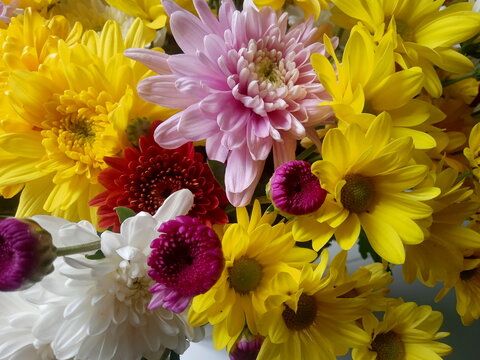 bChrysanthemums, often called mums, are vibrant perennial flowers known for their diverse shapes and rich palette of colors. longevity, joy, and rebirth, these autumn favorites range from 