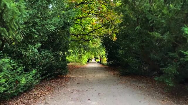Horizontal POV walk in a green park with autumn leaves on the ground and a squirrel crossing the path