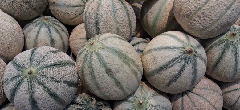 melons