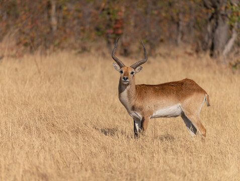 Red Lechwe in Wetlands in the Moremi Game Reserve, Botswana, Africa