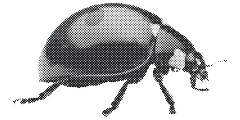detailed ladybug insect with shiny shell and long antennae vector illustration with retro halftone texture © Vectarica