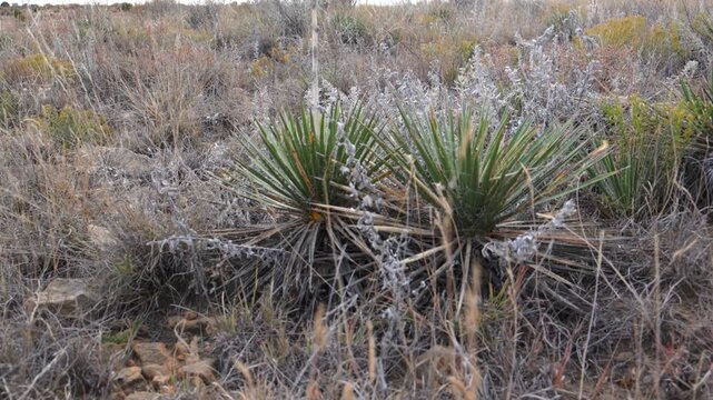 A species of yucca, likely Yucca glauca (commonly known as soapweed yucca), growing among xerophytic vegetation in Oklahoma, USA.