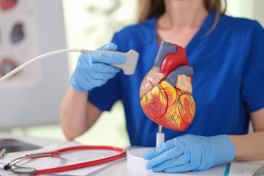 Clinician performing cardiac ultrasound with heart model caucasian sonographer demonstrates probe placement and anatomy, clinical