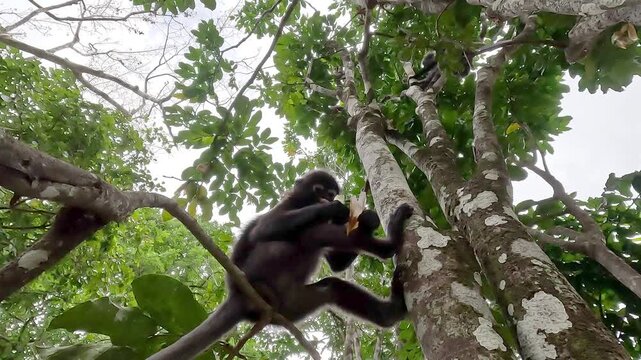 Dusky leaf monkey in canopy against bright overcast sky, extreme close-up