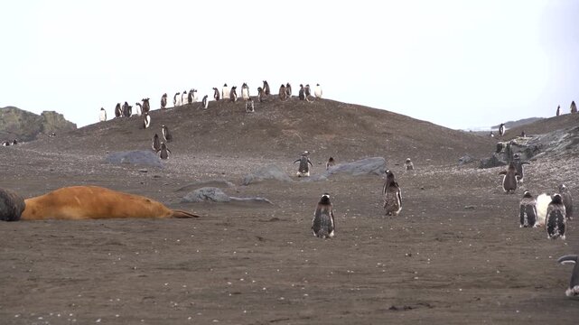 A stationary wide shot of a molting Southern elephant seal resting on dark volcanic sand as a colony of Gentoo penguins waddles past on the Fildes Peninsula of Livingston Island