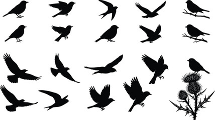 Bird silhouette collection with flying perching and landing poses including sparrow crow and thistle plant vector illustration set