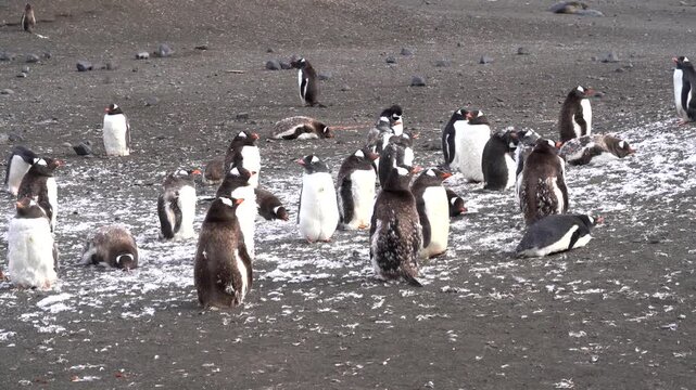 A stationary wide shot of a dense Gentoo penguin colony on the dark volcanic sands of Elephant Point, Livingston Island, featuring numerous penguins in various stages of their annual molt