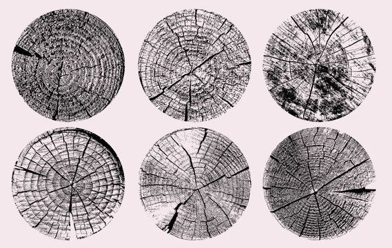 Set of linear tree stump prints isolated on white, wooden silhouettes with concentric annual rings. Black and white cross section wood textures, detailed tree ring pattern vector for natural design.
