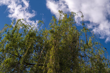 Fototapeta premium Weeping willow tree branches with fresh green leaves against blue sky with white clouds