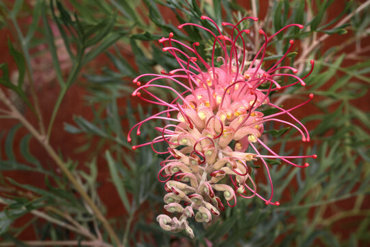 Pink Profusion, Grevillea or spider flowers. Evergreen flowering plant species, family Proteaceae. Endemic to Australia