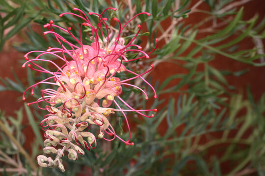 Pink Profusion, Grevillea or spider flowers. Evergreen flowering plant species, family Proteaceae. Endemic to Australia