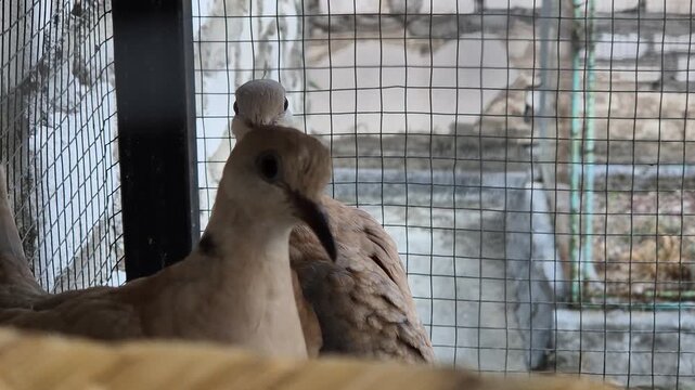Pair of Eurasian collared doves in a wire cage, pet bird Streptopelia decaocto.