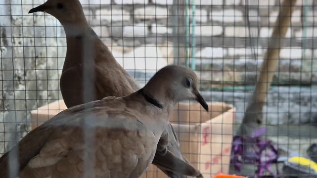 Pair of Eurasian collared doves in a wire cage, pet bird Streptopelia decaocto.