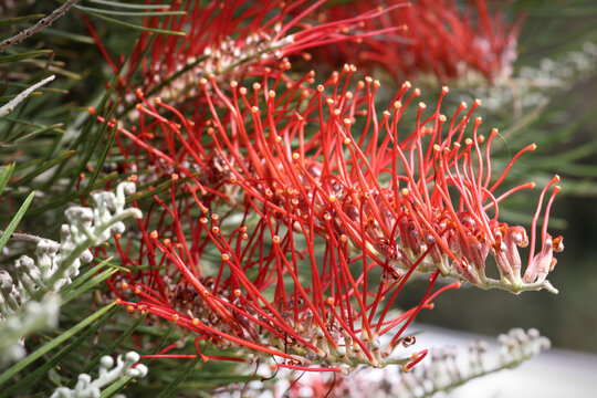 Scarlet Moon, Red Grevillea or spider flowers. Evergreen flowering plant species, family Proteaceae. Endemic to Australia