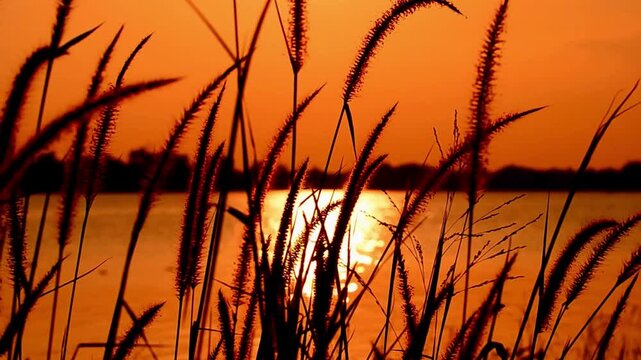 Serene sunset over calm lake with silhouetted grass in foreground at dusk